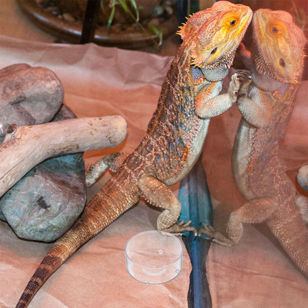 10Pcs Acrylic Reptile Food Dis - Water Dish Reptile のレビューと価格