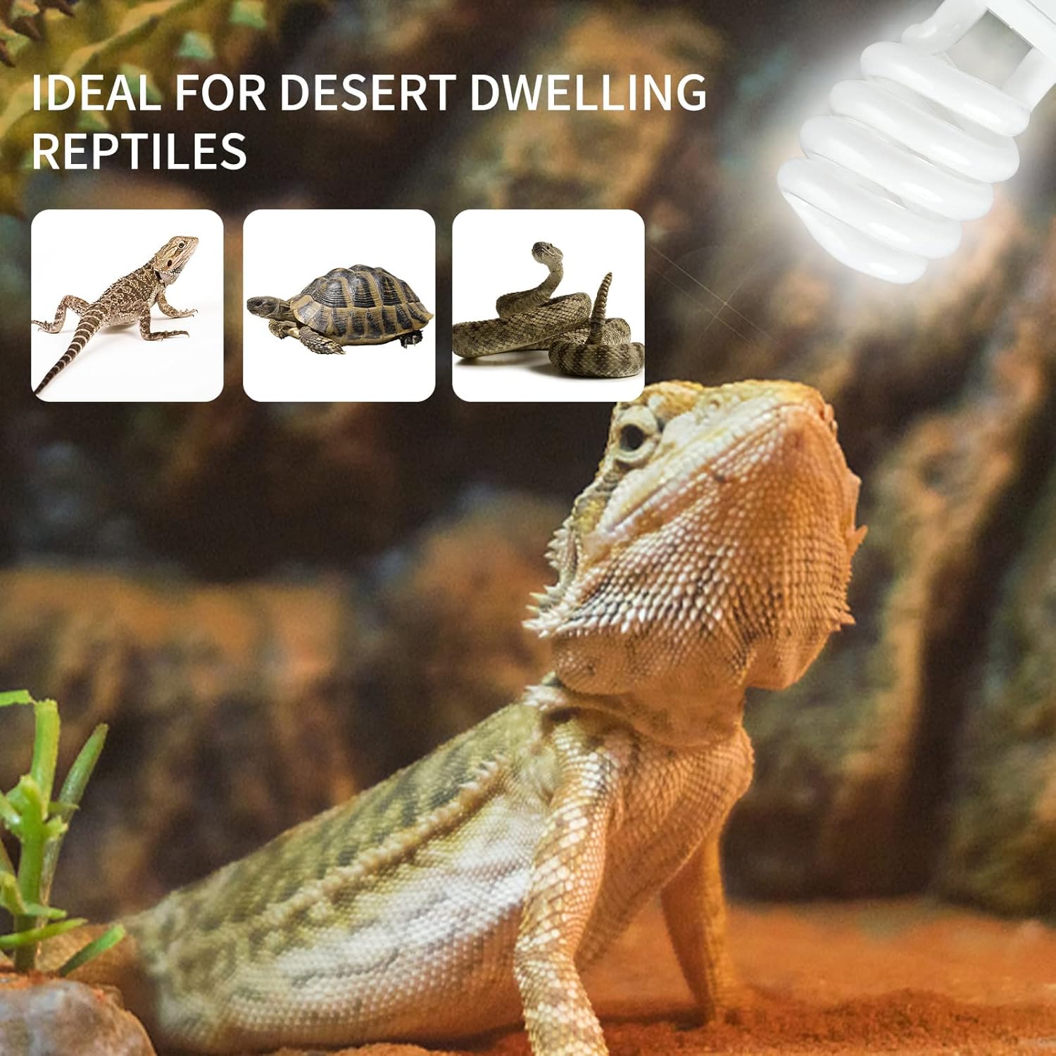 UVB 5.0 10.0 Reptile Heating L - Calcium Powder Reptile のレビューと価格