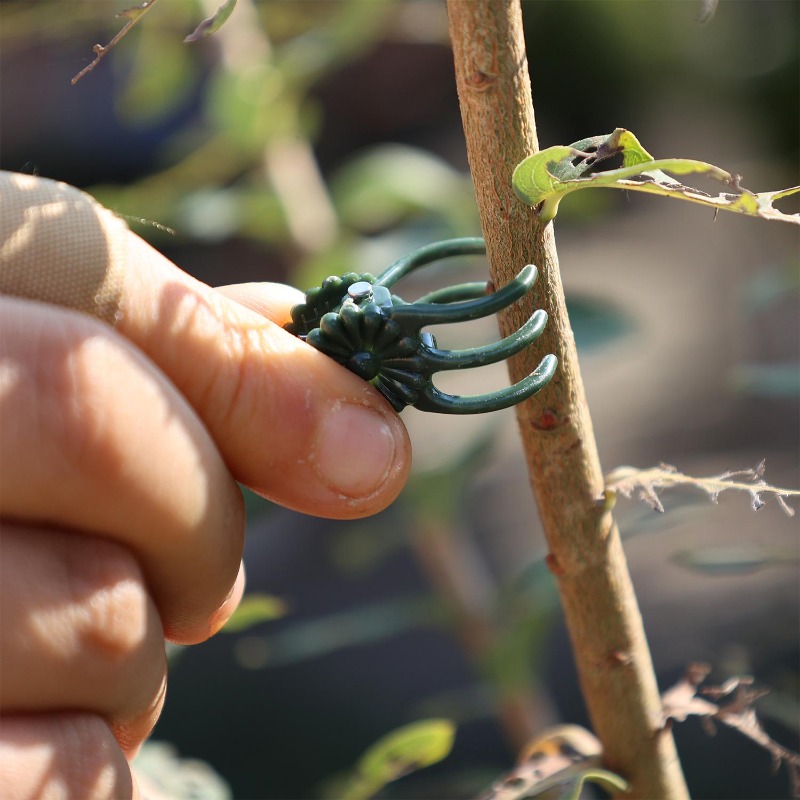 Wholesale Mini Plant Support C - Vine Climbing Plastic のレビューと価格