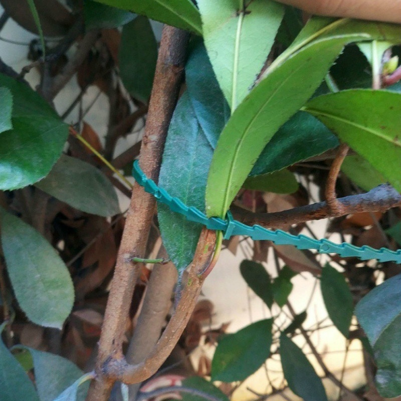 50Pcs Reusable Adjustable Plas - Vine Climbing Plastic のレビューと価格