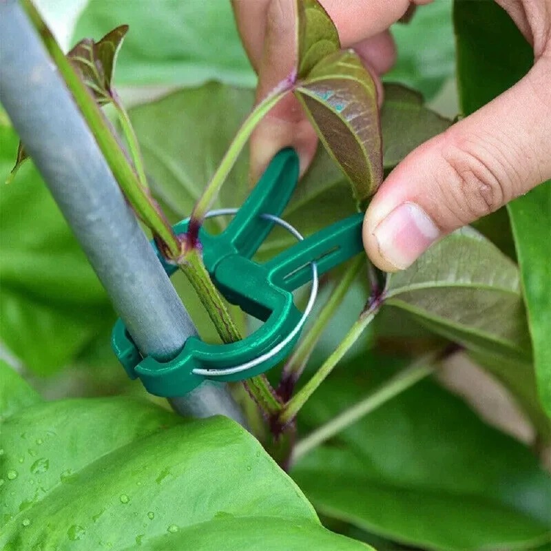 50 Reusable Plant Fixed Clips, - Vine Climbing Plastic のレビューと価格