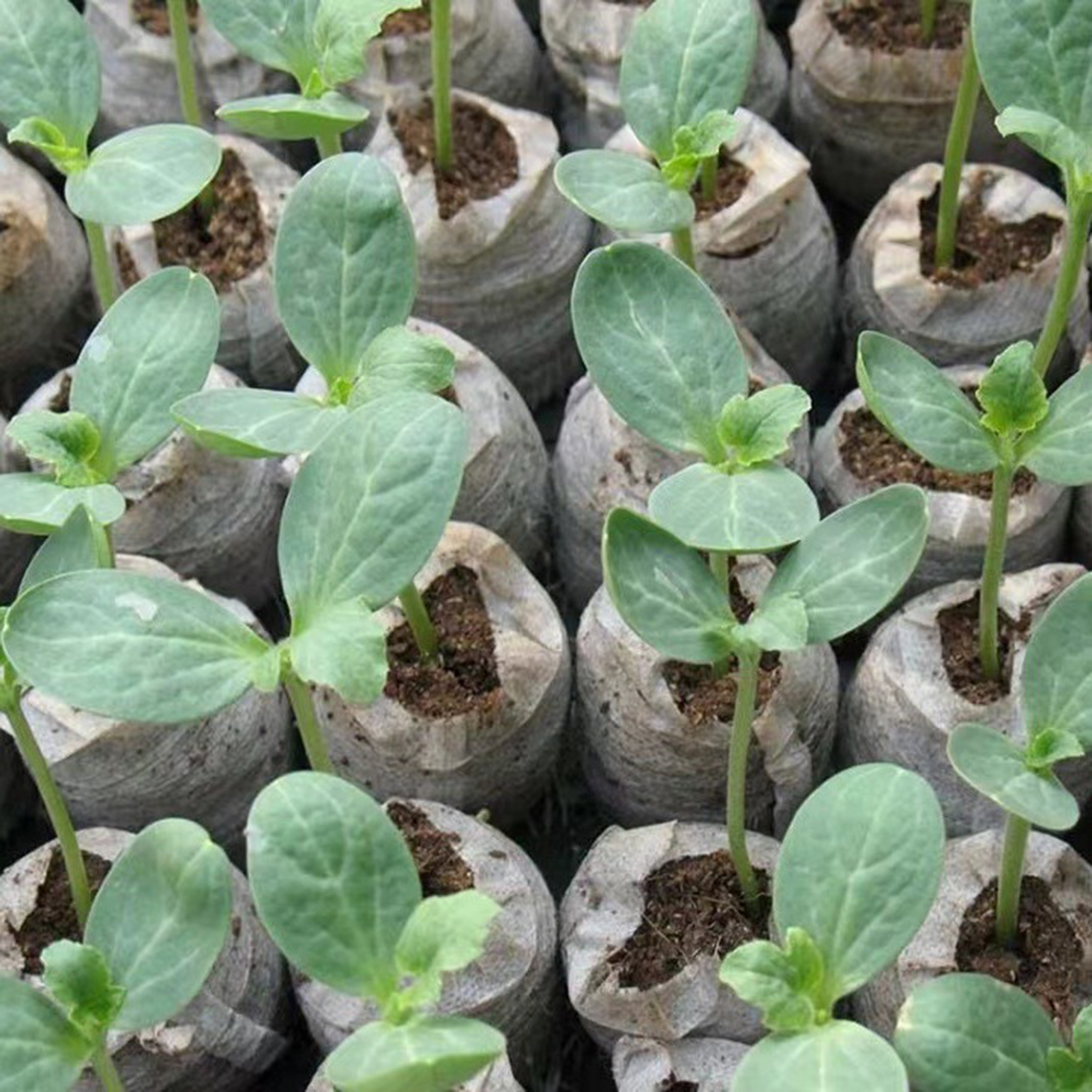 10/20/50pcs Plant Growth Bags  - Substrate Coconut Fiber のレビューと価格